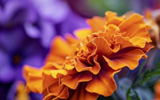 Картинка цветок макро, оранжевые бархатцы, яркие цвета, деталь крупным планом, цветочный, текстура лепестка, фиолетовый фон, природа, ИИ искусство