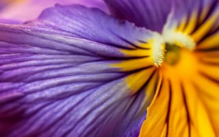 Картинка цветок макро, текстура ириса, фиолетовый и желтый цветок, пыльца на лепестке, цветочный крупный план, ботанический образ, природа, ИИ искусство