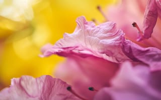 Картинка цветок макро, розовая азалия, цветущий, лепестки, тычинки, мягкий фокус, природа, яркие цвета, ИИ искусство