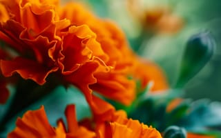 Картинка цветы бархатцев, крупный план, макрос, оранжевые цветы, природа, цветочное искусство, ботаническое искусство, яркие цвета, малая глубина резкости, ИИ искусство