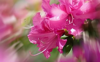 Картинка розовые цветы азалии, весенние цветы, мягкий фокус, природа, цветочное искусство, весенняя красота, Ботанический сад, мечтательная атмосфера, ИИ искусство