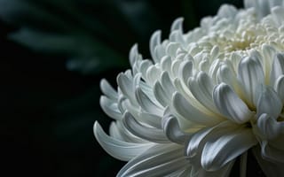 Картинка Белый цветок хризантемы, крупный план, цветочный макрос, природа, ботаническое искусство, цветущие цветы, сад, ИИ искусство