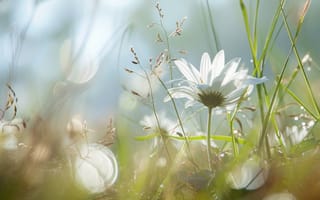 Картинка Белый полевой цветок, природа макрос, мягкое боке, нежные лепестки, мечтательное цветочное искусство, Ботанический крупный план, красота природы запечатлена, ИИ искусство