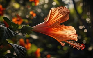 Картинка оранжевый цветок гибискуса, природа, боке, крупный план, цветочный, макрос, мягкий фокус, зеленая листва, яркие лепестки, малая глубина резкости, ИИ искусство