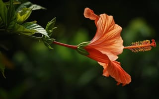 Картинка оранжевый цветок гибискуса, природа, боке, крупный план, цветочный, макрос, мягкий фокус, зеленая листва, яркие лепестки, малая глубина резкости, ИИ искусство