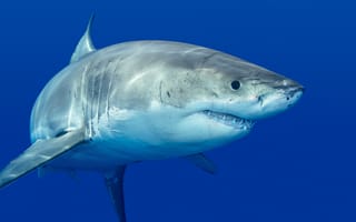 Обои акула, хищник, рыба, белая, зубы