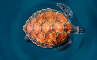 Картинка зеленая морская черепаха, панцирь, море, краски