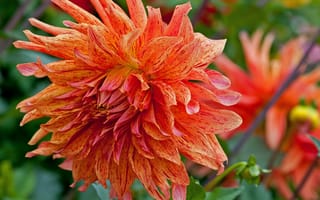 Картинка георгина, макро, цветок, оранжевая, лепестки