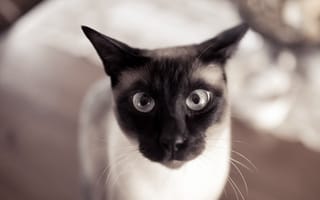 Картинка кот, усы, уши, глаза, кошка, взгляд