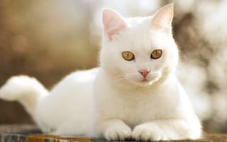 Обои морда, белый, белая, кот, кошка