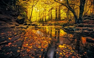 Картинка осень, камни, ручей, Германия, листья, лес