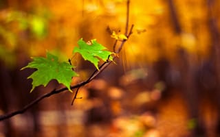 Картинка макро, листья, осень, зеленые, клен, ветка