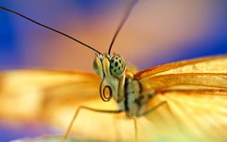 Картинка бабочка, antennae, глаза, крылья, антены, butterfly, eyes