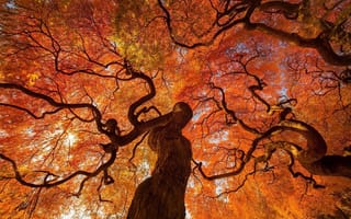Картинка Осень, листва, деревья, красиво