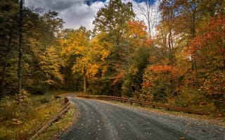 Картинка осень, пасмурно, листья, деревья, дорога