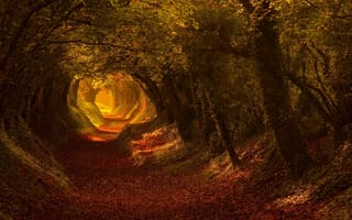 Картинка тропа, деревья, осень, листья, дорога, свет