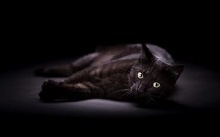 Картинка лапы, морда, взгляд, кошка, глаза, черная