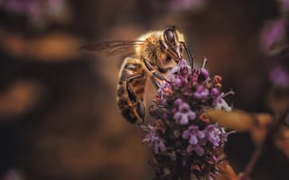 Картинка лаванда, пчела, цветы, макро