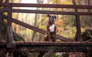 Картинка собака, друг, осень, мост, взгляд