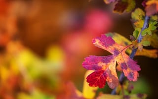 Картинка листья, ветка, лист, краски, осень, макро