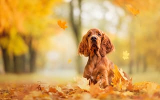 Картинка собака, листопад, пес, морда, порода, листва, рыжая, осень, парк