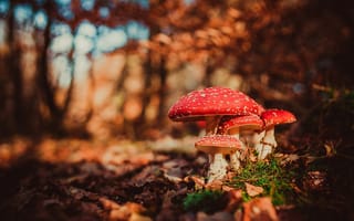 Картинка осень, грибы, макро, мухоморы, боке
