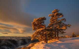 Картинка зима, снег, дерево, утро, склон