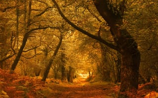 Картинка осень, дорога, деревья, листва, лес