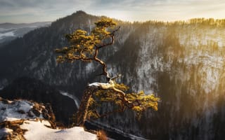 Картинка дерево, свет, утро, деревья, снег, горы, зима
