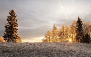 Картинка зима, иней, утро, свет, солнце, лучи, деревья