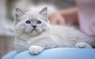 Картинка котёнок, лапы, усы, глаза, голубые