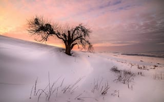 Картинка снег, закат, склон, дерево, зима