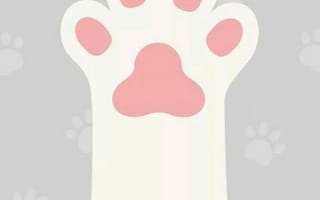 Картинка каваи, милый, Кот, котенок, лапа, след, животное, домашний питомец
