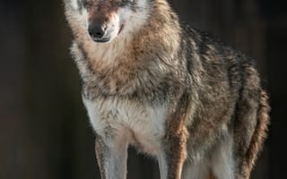 Картинка волк, дикий, хищник, животное, животные, природа, зима