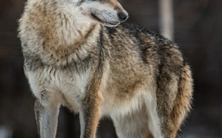 Картинка волк, дикий, хищник, животное, животные, природа, зима