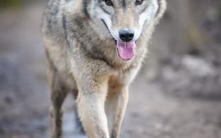 Картинка волк, дикий, хищник, животное, животные, природа, язык