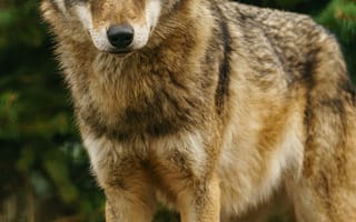 Картинка волк, дикий, хищник, животное, животные, природа