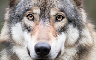 Картинка волк, дикий, хищник, животное, животные, природа, портрет