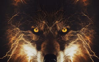 Картинка волк, дикий, хищник, животное, животные, природа, ночь, темнота, огонь, искра