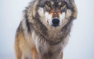 Картинка волк, дикий, хищник, животное, животные, природа, зима, снег