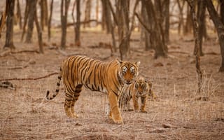 Картинка тигр, бенгальский тигр, полосатый, дикие кошки, дикий, кошки, большие кошки, большая кошка, хищник, животные, лес, деревья, дерево, природа