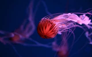 Картинка медуза, подводный мир, щупальца, глубоко, океан, море, вода, животное, подводный, свечение, темный