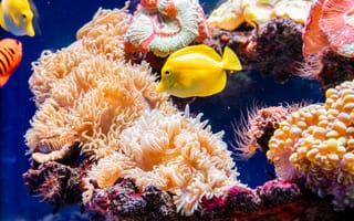 Картинка рыба, коралл, коралловый риф, экзотический, тропическая, подводный мир, подводный, море, океан, вода, тропики, тропический