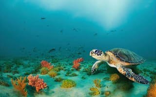 Картинка черепаха, коралл, коралловый риф, экзотический, тропическая, подводный мир, подводный, море, океан, вода, морское дно