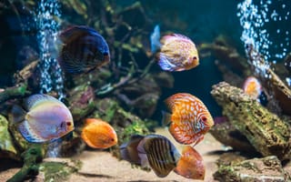 Картинка рыба, подводный мир, подводный, аквариум