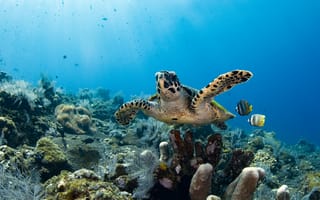 Картинка черепаха, коралл, коралловый риф, экзотический, тропическая, подводный мир, подводный, море, океан, вода, тропики, тропический