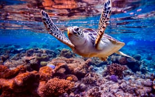 Картинка черепаха, подводный мир, подводный, коралл, коралловый риф, экзотический, тропическая, море, океан, вода, тропики, тропический
