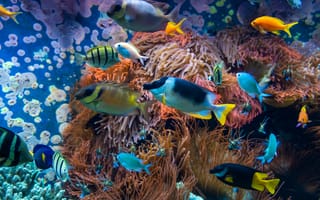 Картинка рыба, коралл, коралловый риф, экзотический, тропическая, подводный мир, подводный, море, океан, вода, тропики, тропический, стая, много
