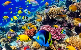 Картинка рыба-бабочка, рыба, экзотическая, тропическая, коралл, коралловый риф, экзотический, подводный мир, подводный, рыба-клоун, море, океан, вода, тропики, тропический, стая, много