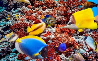 Картинка рыба-бабочка, рыба, экзотическая, тропическая, коралл, коралловый риф, экзотический, подводный мир, подводный, черепаха, море, океан, вода, тропики, тропический, морская звезда